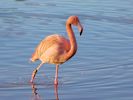 Greater Flamingo (WWT Slimbridge 2013) - pic by Nigel Key